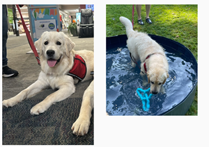 Meredith, 4 Paws for Ability Pup in Training